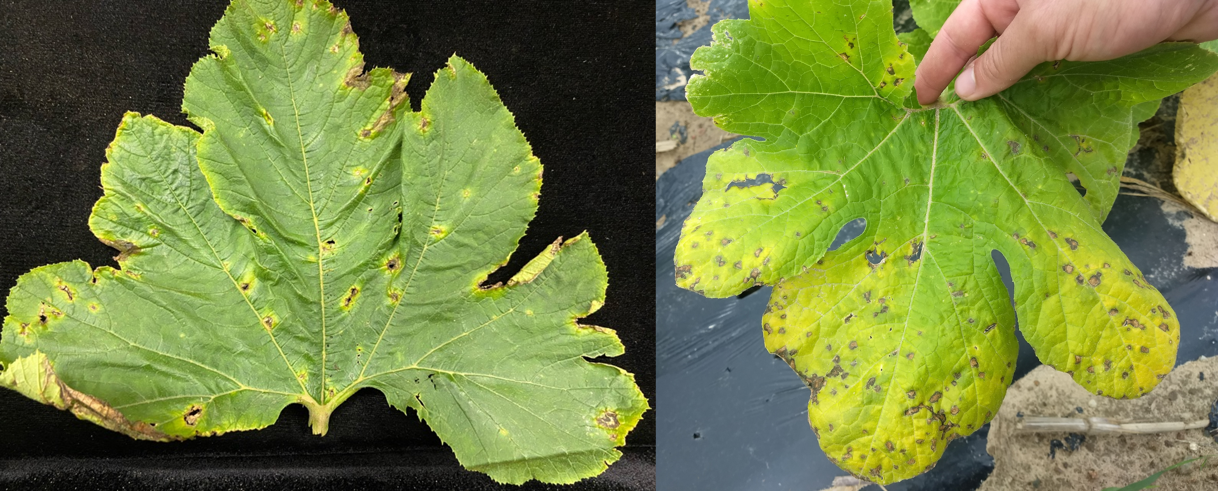 Necrotic lesions surrounded by chlorotic halos on leaves.